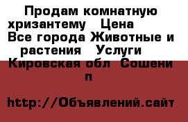 Продам комнатную хризантему › Цена ­ 250 - Все города Животные и растения » Услуги   . Кировская обл.,Сошени п.